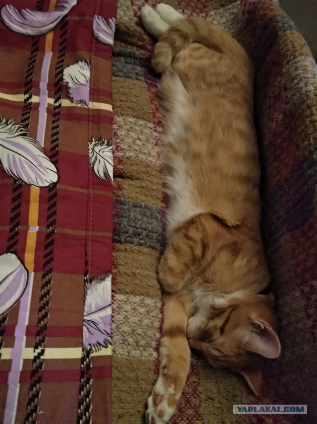 Котовторник 21.12.21