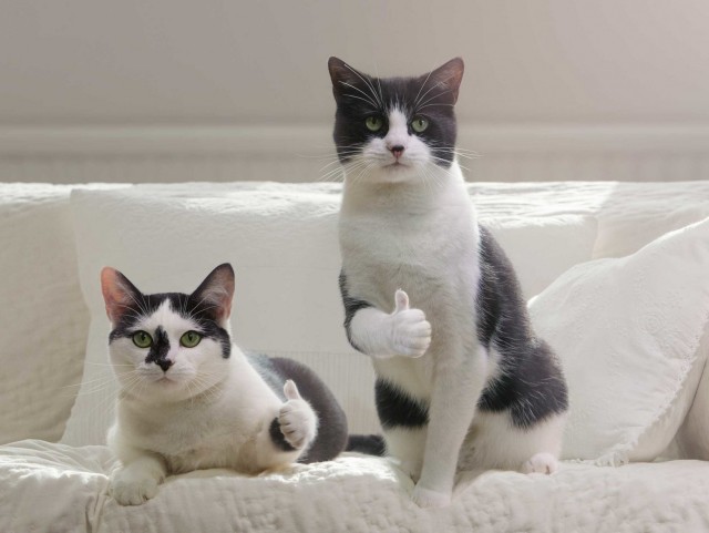 Москвичка напала с ножом на будущего свекра за то, что он выкинул ее кота