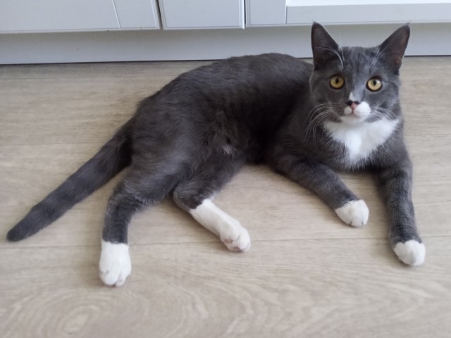 Котовторник. Картинки и буквы 08.02.22