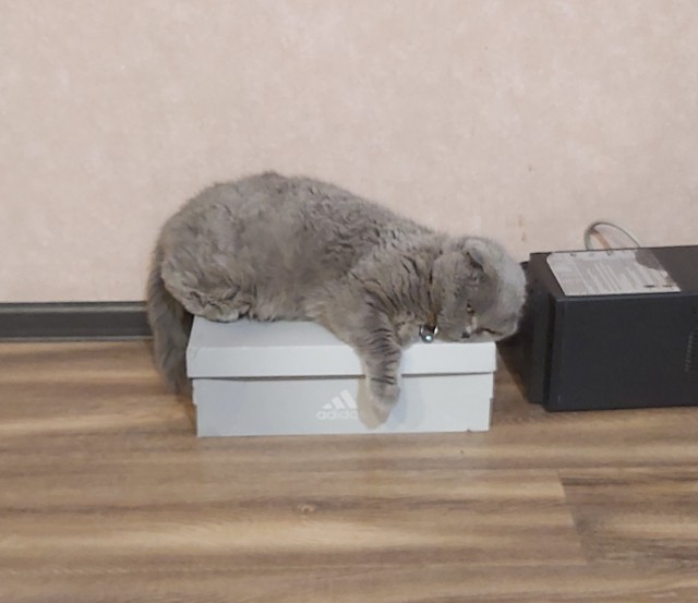 Разбавлю новости