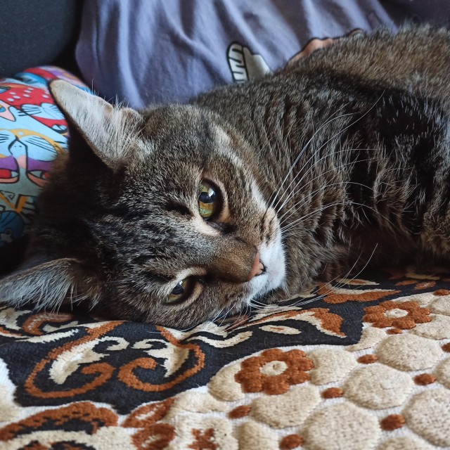 Котовторник