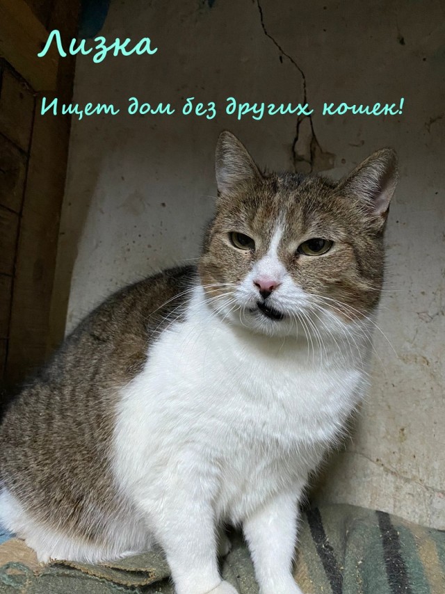 Жизнь домашнего приюта "Котоленд" 330