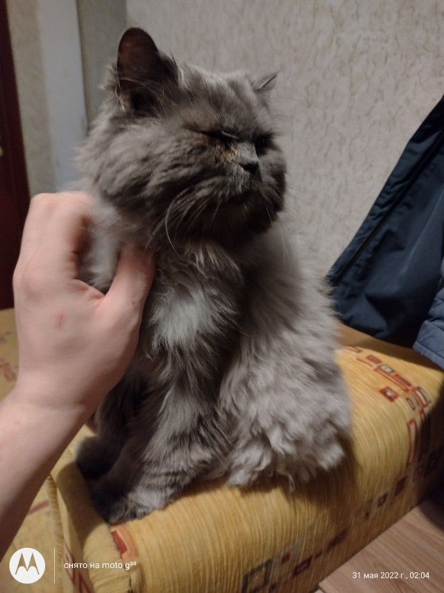 И снова день кошачий!
