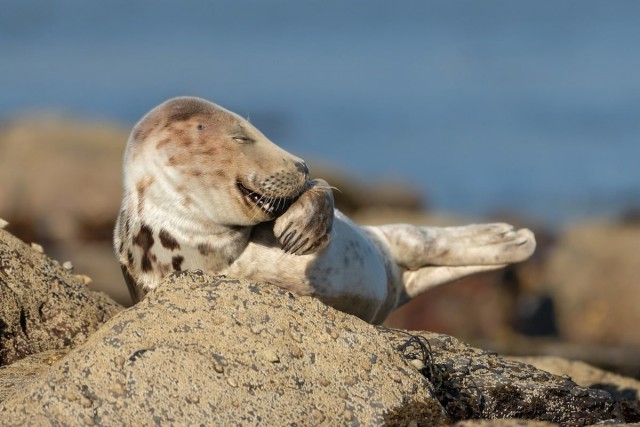 Финалисты ежегодного конкурса забавных фотографий с животными Comedy Wildlife Photography Awards