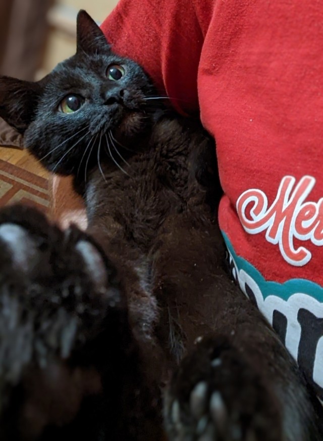 Немного милоты в котовторник
