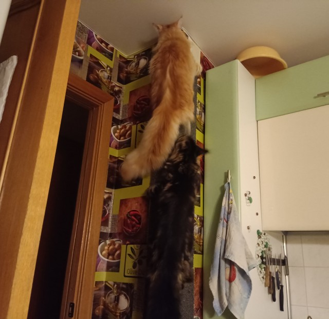 Кошка