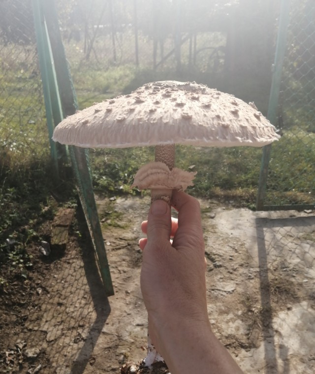 Грибные фотоотчёты