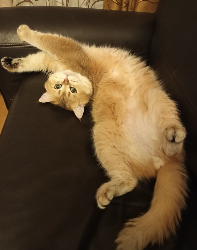 Пройдемся по котикам?!
