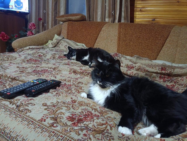 Кошка