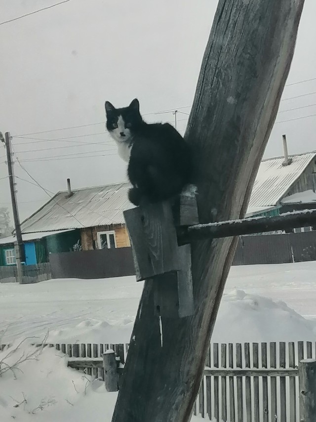 Котики из снега и котики на снегу