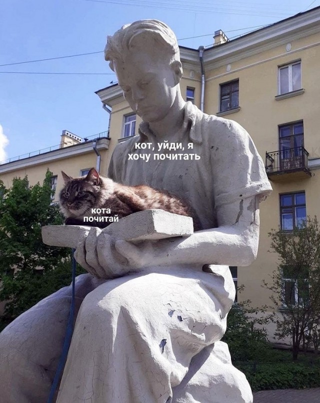 Жизнь домашнего приюта "Котоленд" 426