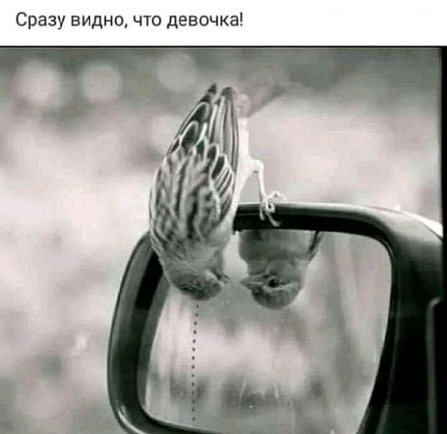 Смехотерапия. Весёлые картинки