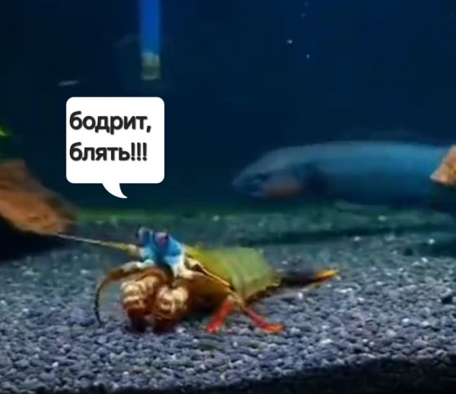 Креветка-богомол всё-таки получила ответку