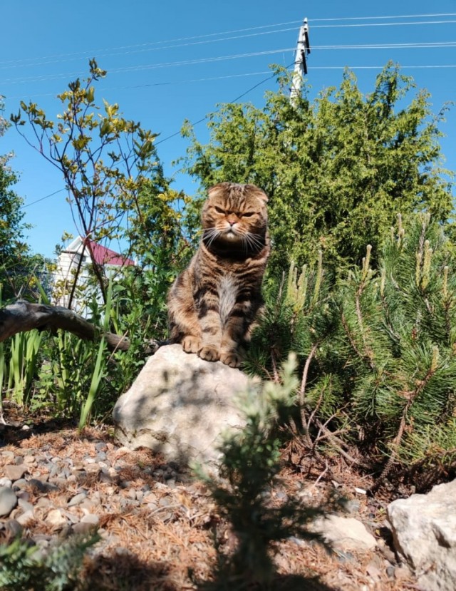 Моя жена не умеет фоткать кота