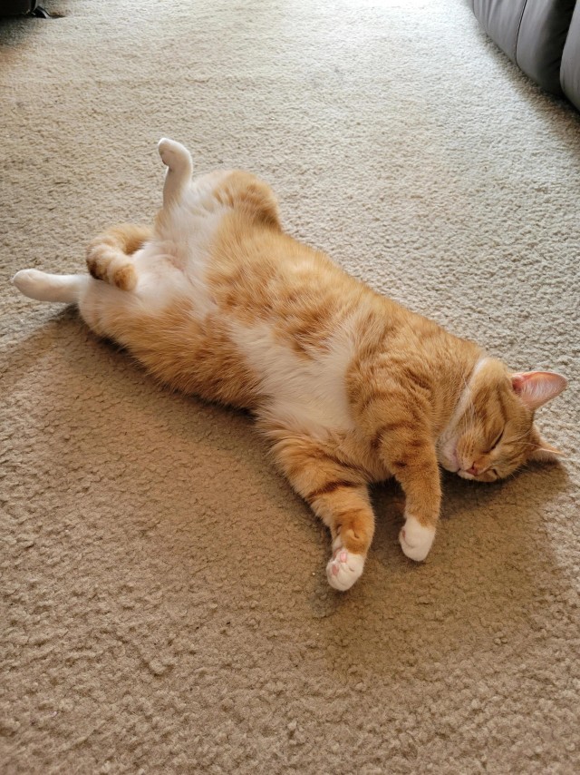 Спящих котеек тред