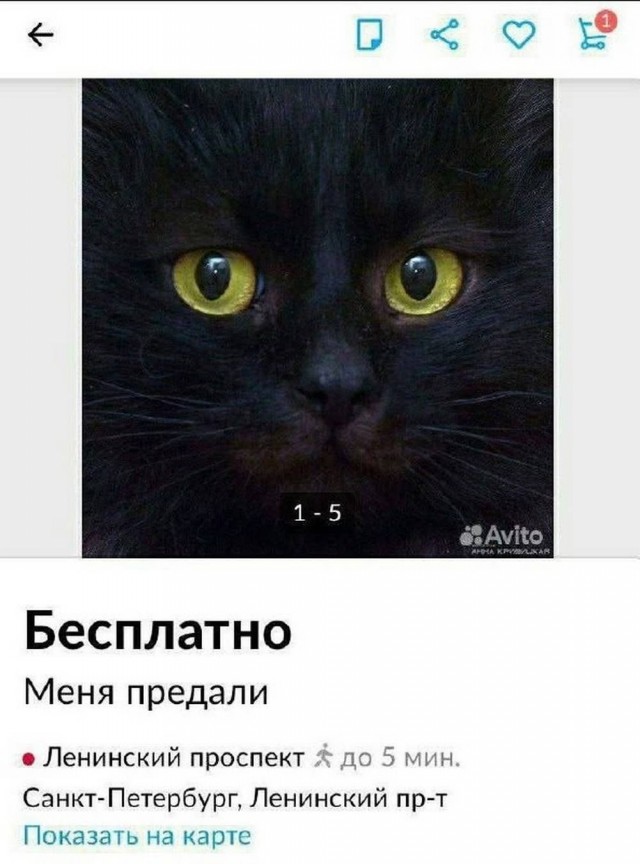 Нуштош 27.08.2025. Когнитивный декаданс (s4e8)