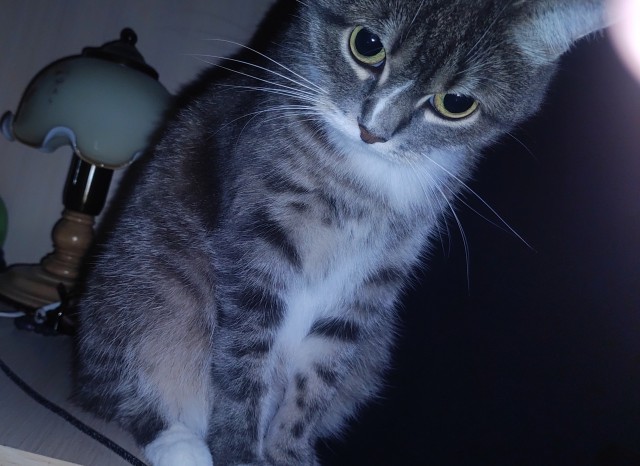 Коты и собаки