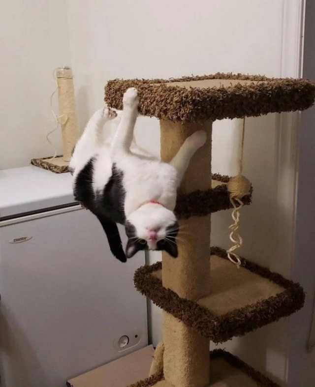 Чутка кошек