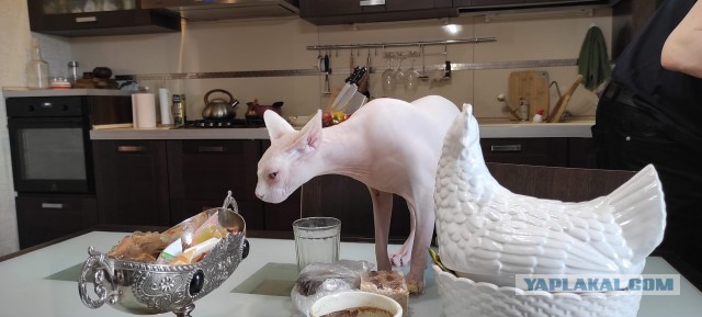 В защиту кошек породы Сфинкс канадский...