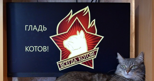 Добрый мужик приютил двух котят⁠. Ну как приютил, у него выбора не было просто