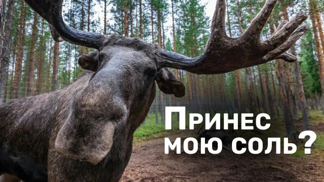 Пьяные олени угрожают безопасности водителей во Франции