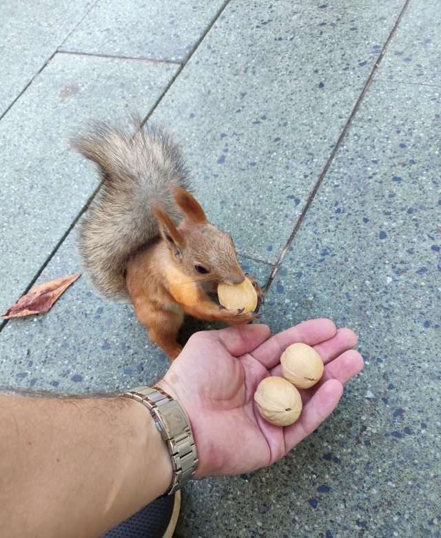 Перекус