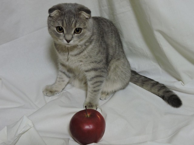 Котовторник, молодость