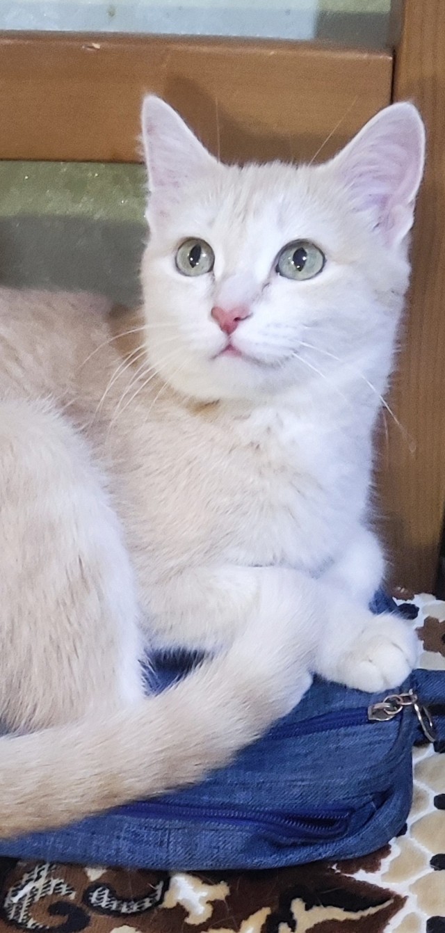Котовторник