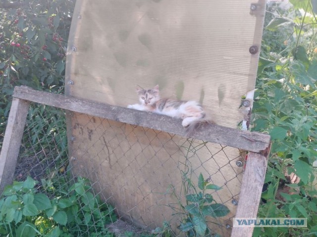 Жизнь домашнего приюта для котеек 579