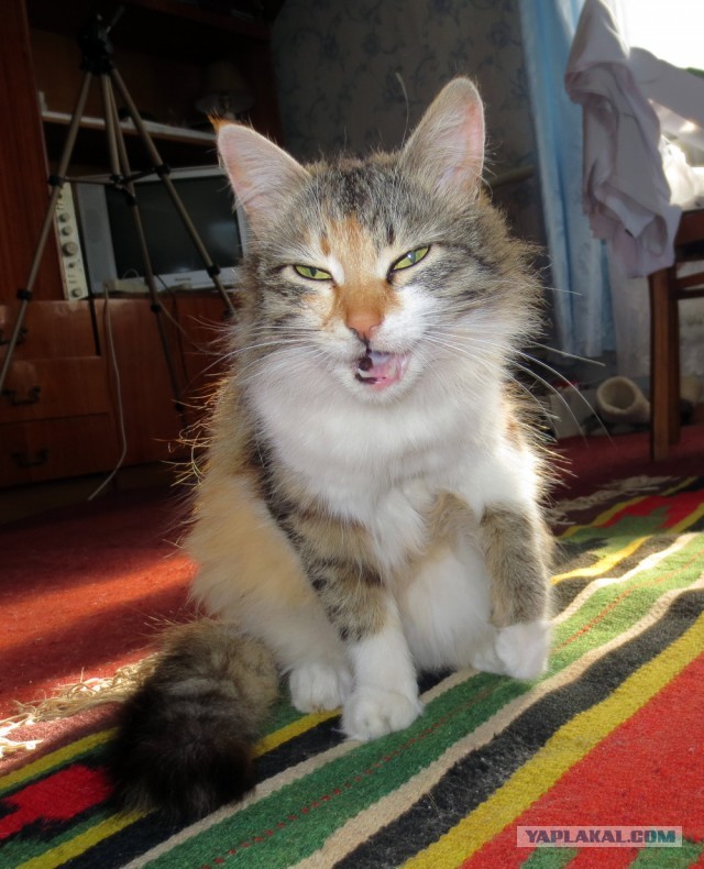 Коты и время