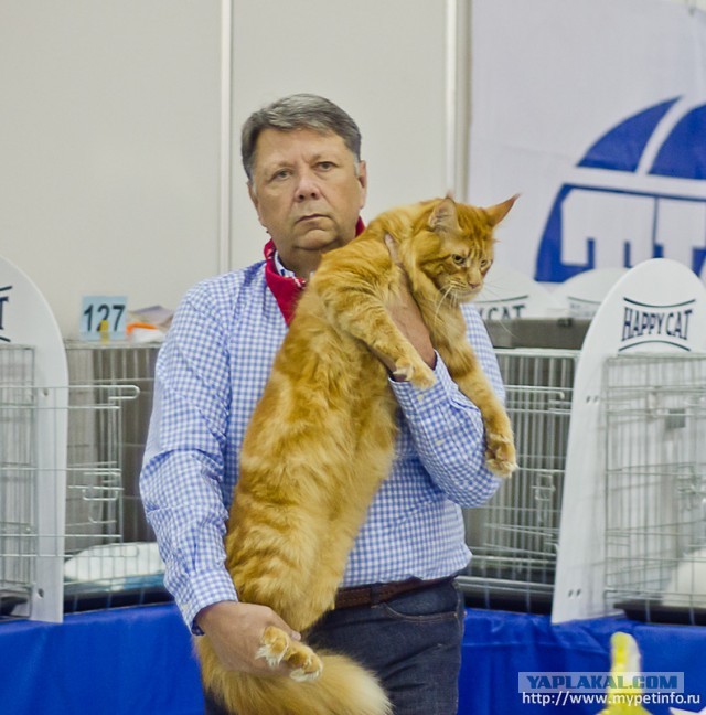 Выставка " Экспокот - 2013 "