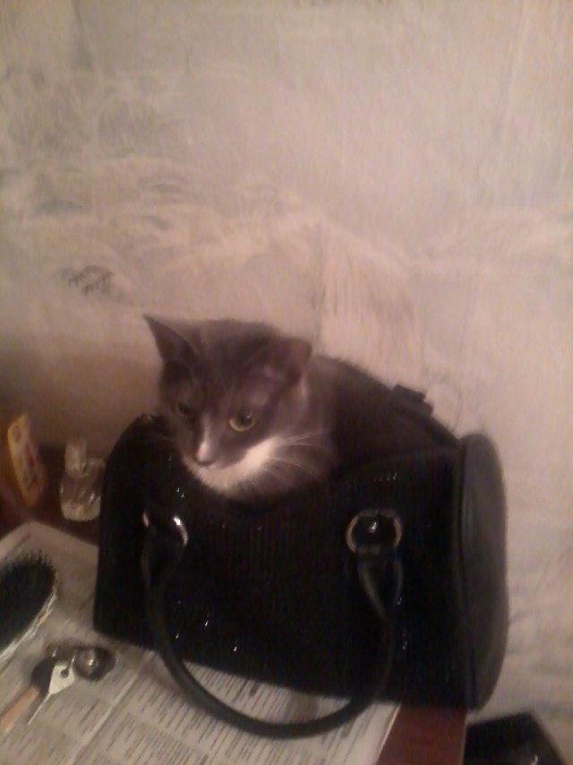 Котовторник  28.01.14