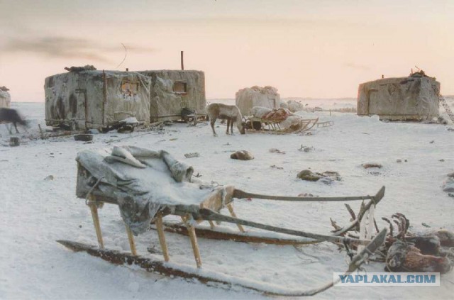 Как ненцы отмечают свадьбу