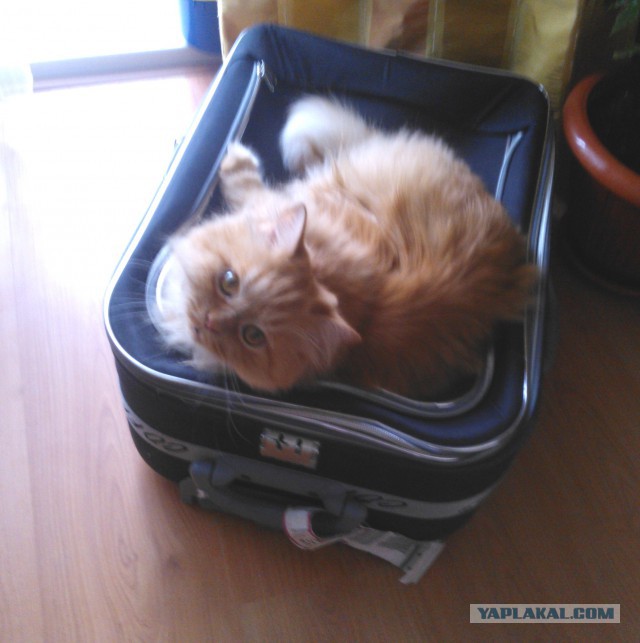 Котовторник 6.05.2014
