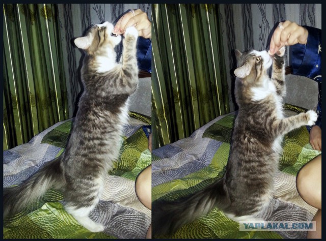 Котовторник 12.08.2014