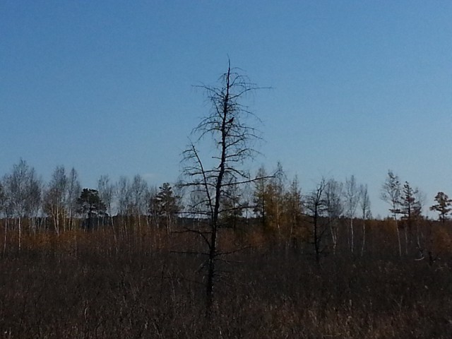 3 дня и 2 ночи в тайге