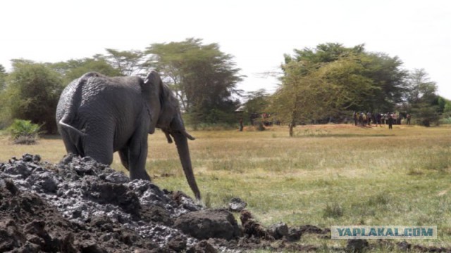 Спасение слона из болота