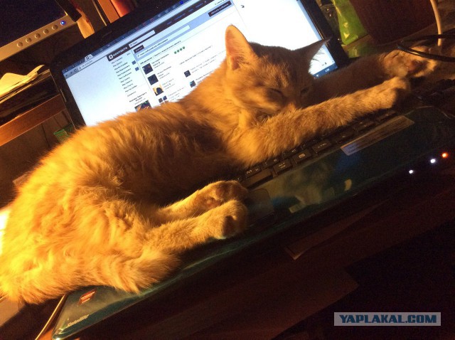 Тайна рыжего кота
