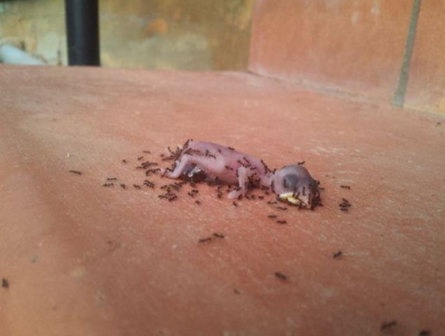 Маленький птенец муравьям "на один зуб"