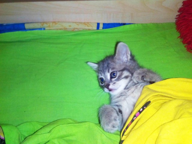 Котовторник   02.06.2015