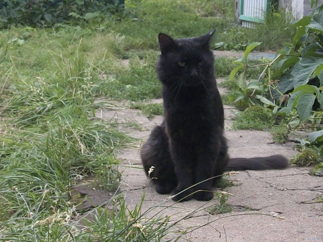 День кошек в России