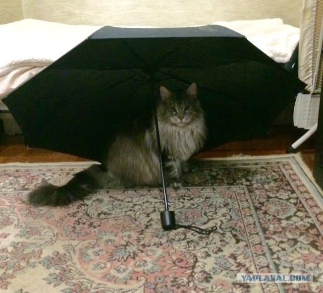 Любитель ванн