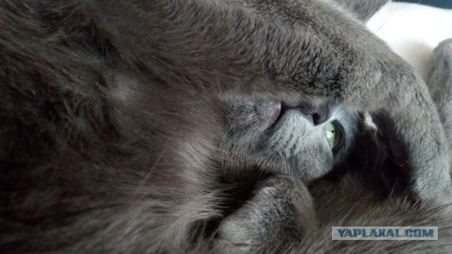 Котовторник