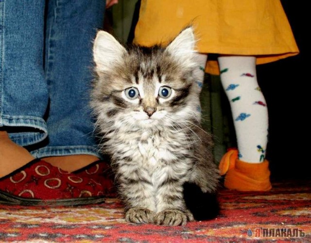 Коты, кошки, котята