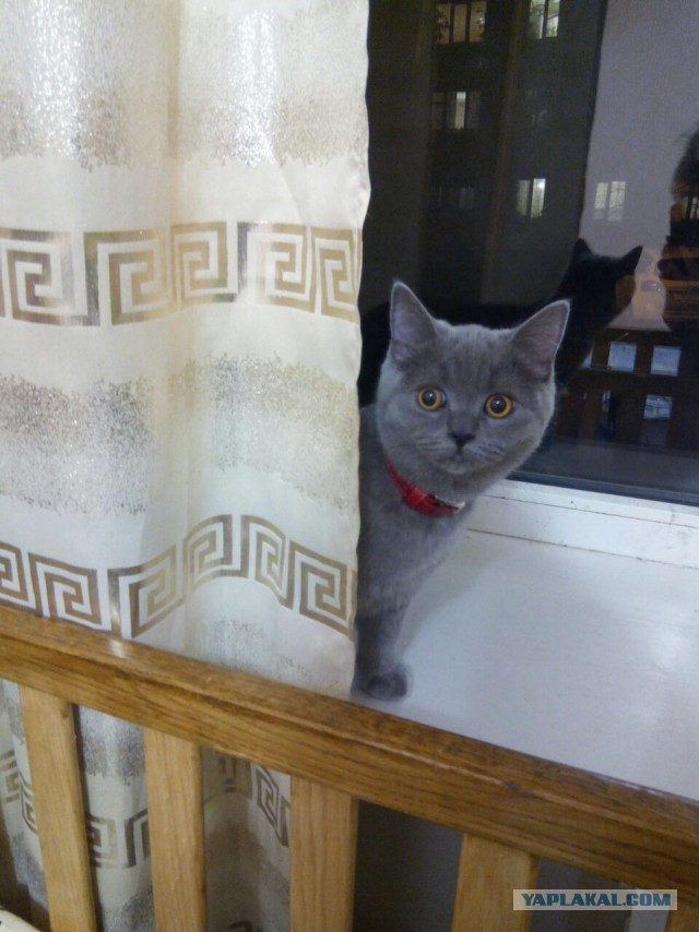 Котовторник  01.03.2016