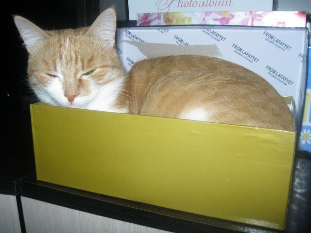 Купил лежанку для кота