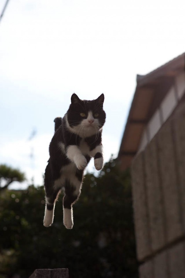 Коты острова Тасиро