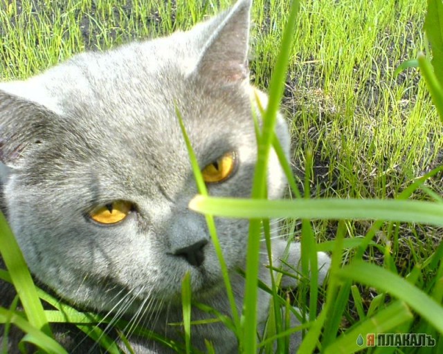 А вот и котовторник!