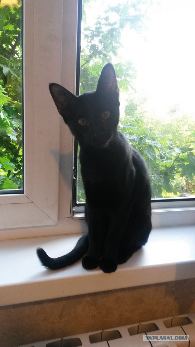 Котовторник. Алиса. Одно из лучших творений природы.