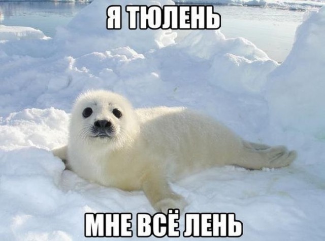 Прикольные животные